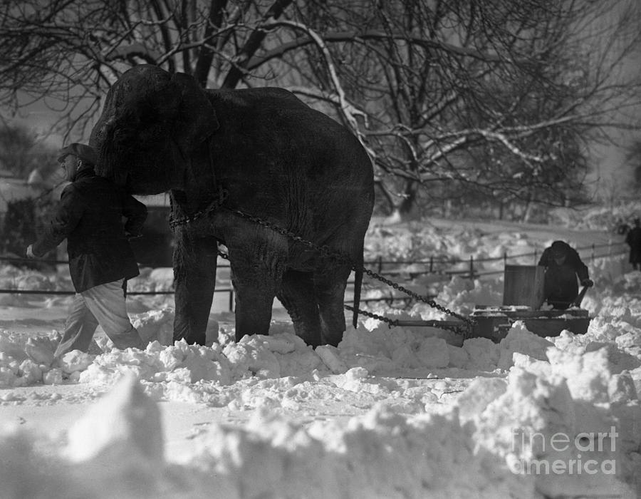 Elephant Pulling Sleigh In Snow Photograph by Bettmann