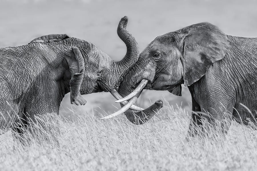 Safari Photograph - Elephant "tai Chi" by Jun Zuo