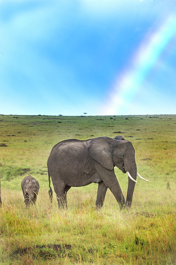 Elephant Rainbow Photograph by Randy Gebhardt