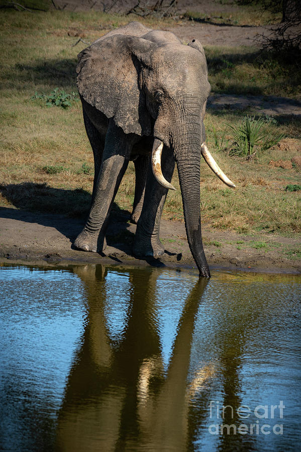 Elephant Reflection Photograph