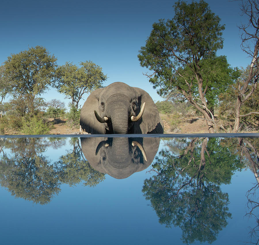 African Elephant Reflection Photograph by Mark Hunter