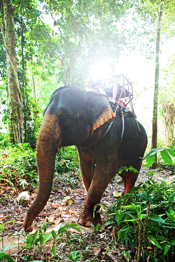 Elephant Ride, Koh Chang ,thailand Photograph by John W Banagan