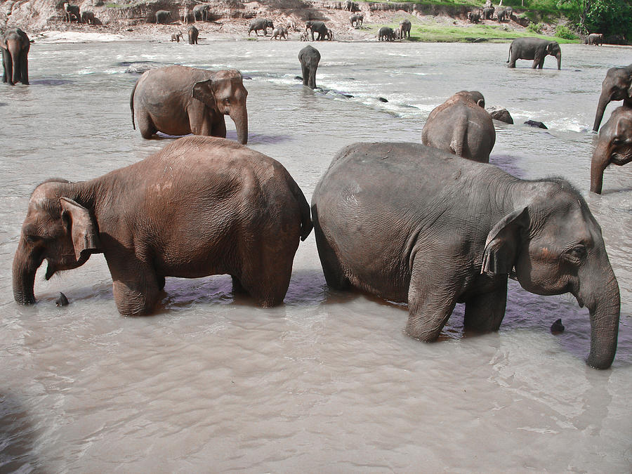 Elephant Riverside Bathing Elephant Photograph by Imagebook/theekshana Kumara