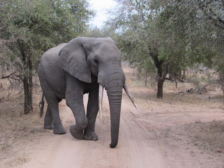 Elephant Road Photograph by Road to Well Travelled - Fine Art America