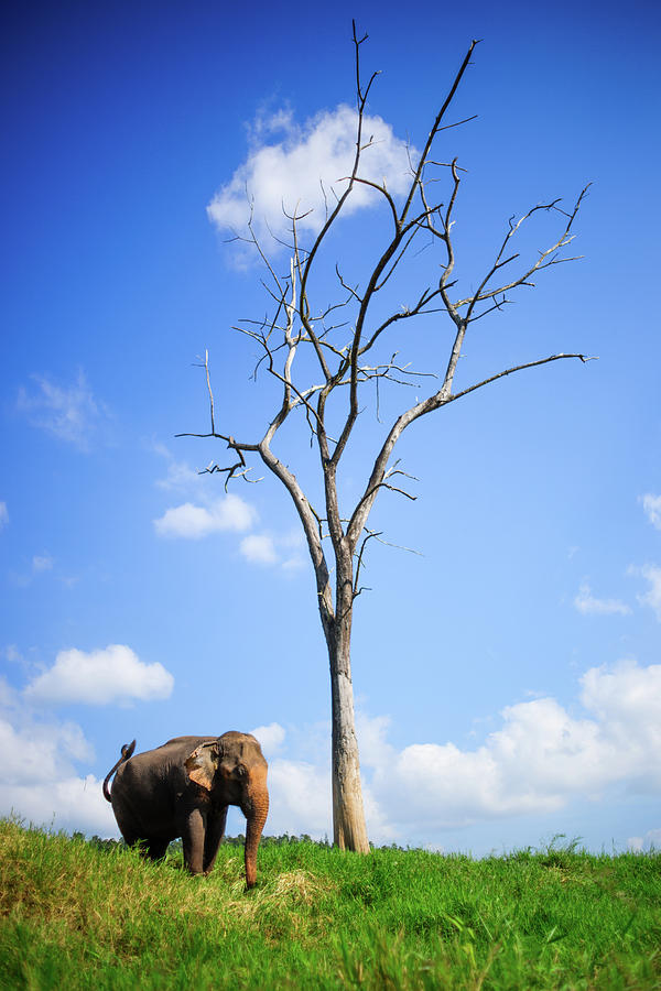 Elephant Photograph by Rokkor