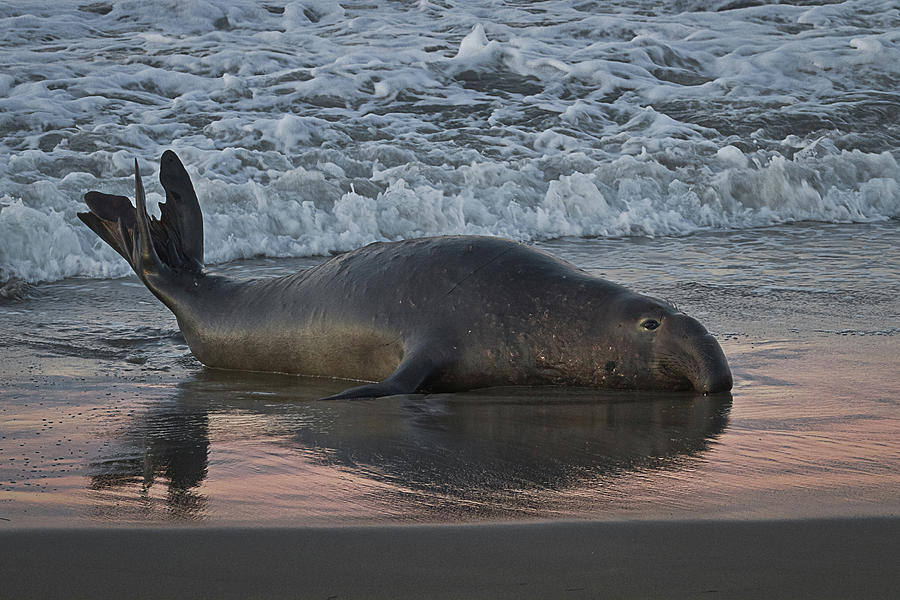 Elephant Seal Photograph by Alice Cahill