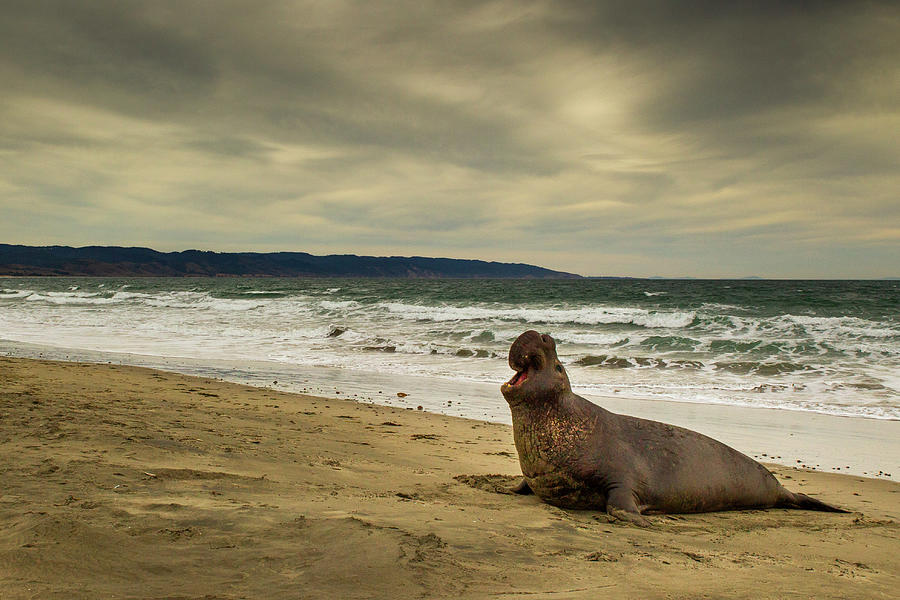 Elephant Seal Displaying, Point Reyes Photograph by Sebastian Kennerknecht