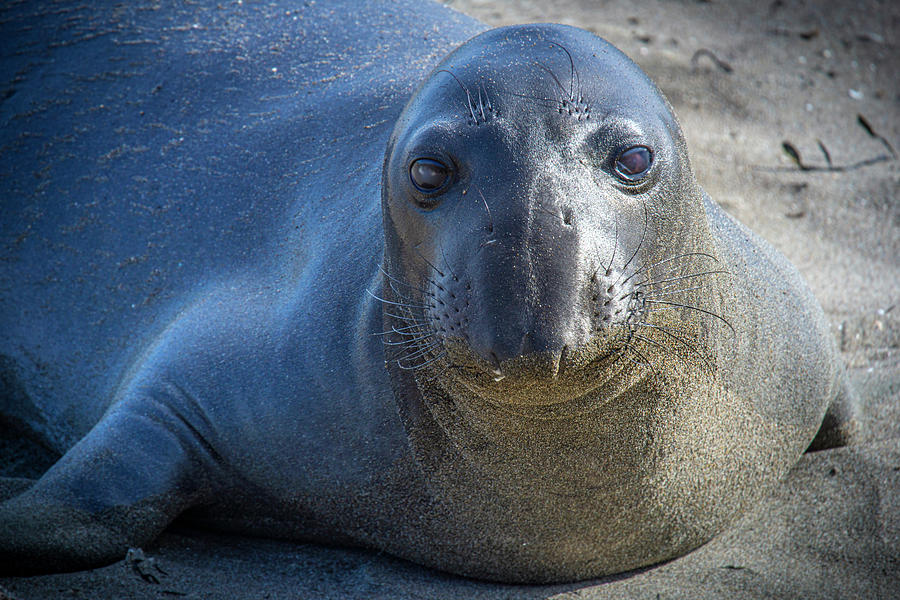 Elephant Seal Face Photograph by Donald Pash