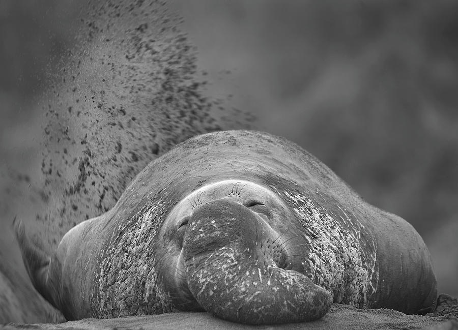 Elephant Seal Flipping Sand Photograph by Tim Fitzharris