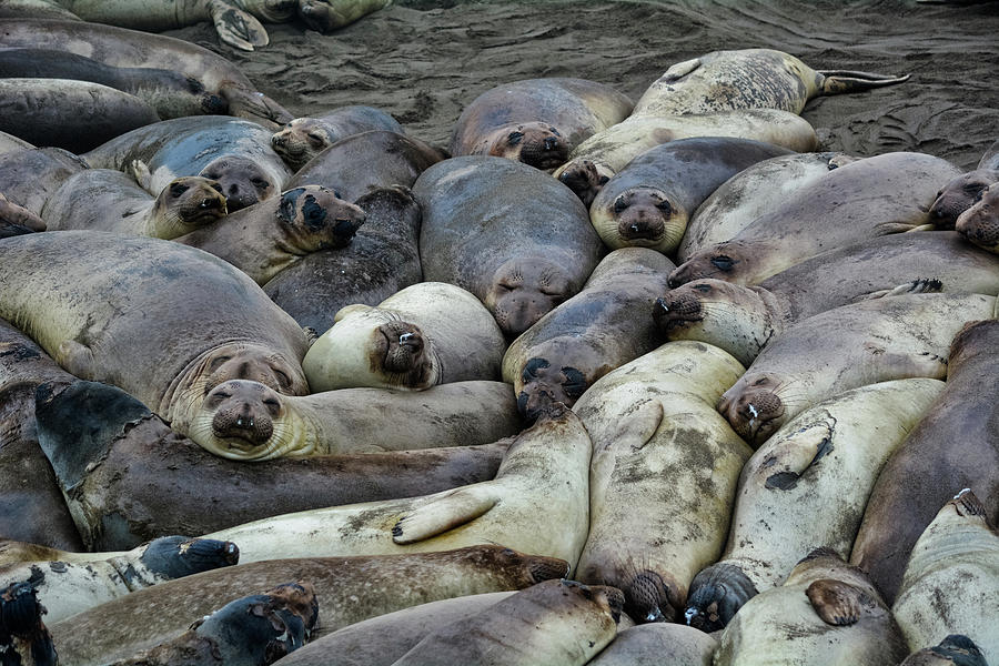 Elephant Seal Rookery Photograph by Kyle Hanson