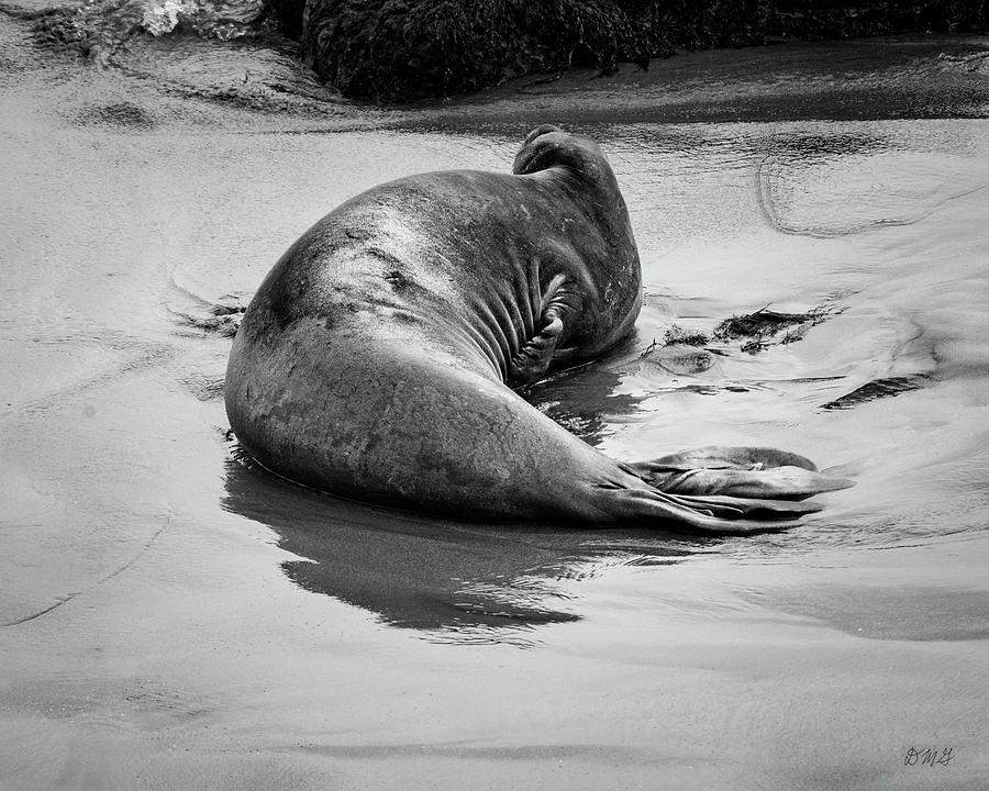 Elephant Seal X BW Photograph by David Gordon