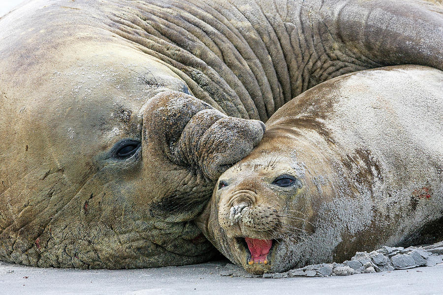 Elephant Seals Mating Photograph by Heike Odermatt
