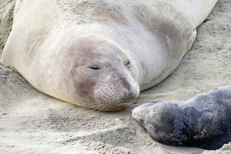 Elephant Seals Mother's Love Photograph by Sheila Fitzgerald - Pixels