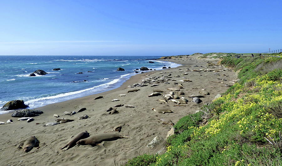 Elephant Seals, Pismo Beach, California Photograph by Lyuba Filatova