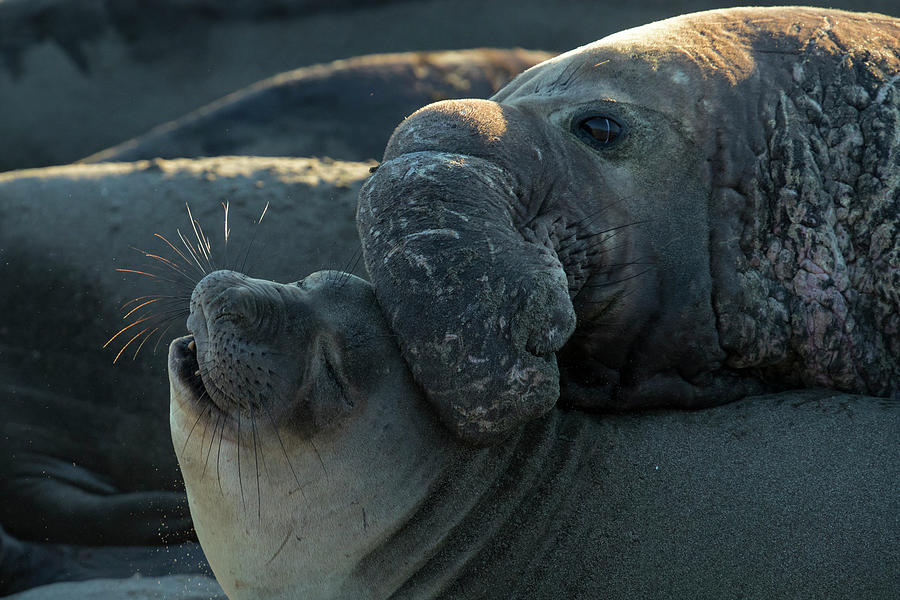 Elephant Seals, San Simeon Photograph by James Neihouse ASC - Fine Art