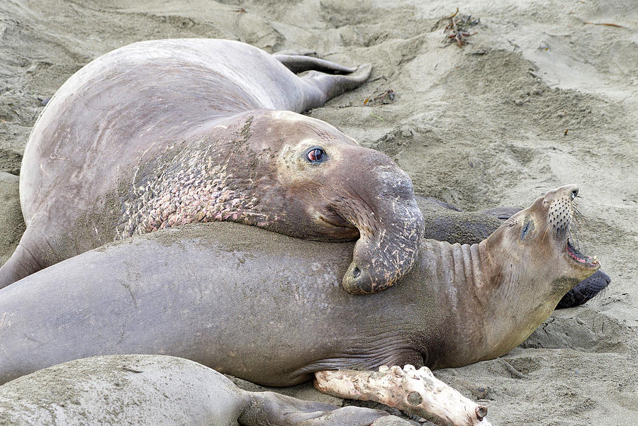 Seal Beach Real Sex - Elephant seals Sex on the Beach Photograph by Sheila Fitzgerald - Pixels