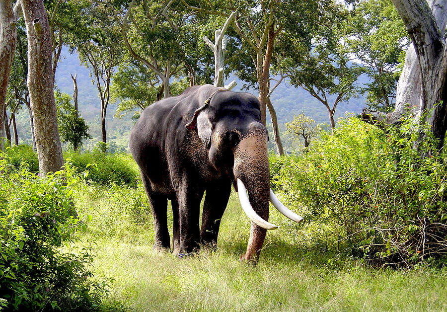 Elephant Photograph by Selvin