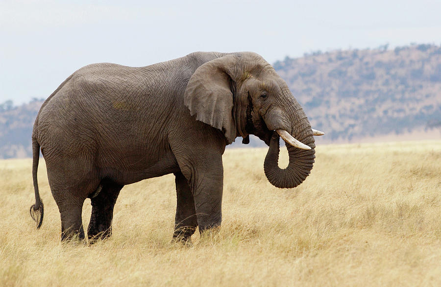 Elephant, Serengeti, Tanzania Photograph by Tim Graham