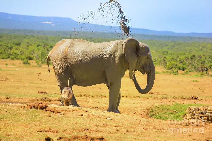 Elephant spraying mud Photograph by Benny Marty