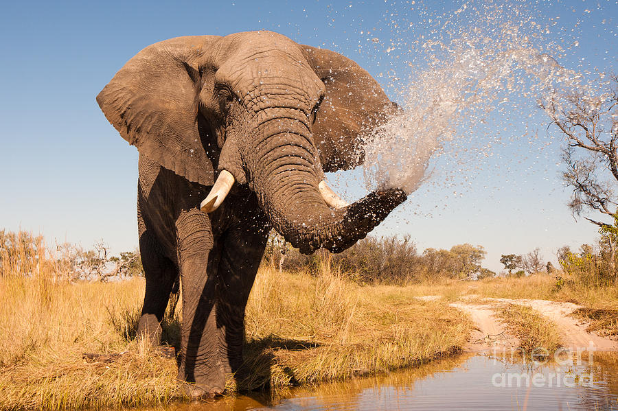 Elephant Spraying Water With His Trunk Photograph By Donovan Van Staden
