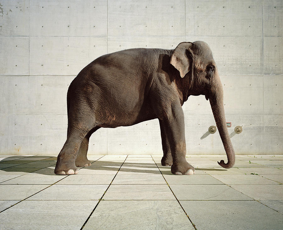 Elephant Standing Infront Of Cement Wall Photograph by Matthias Clamer