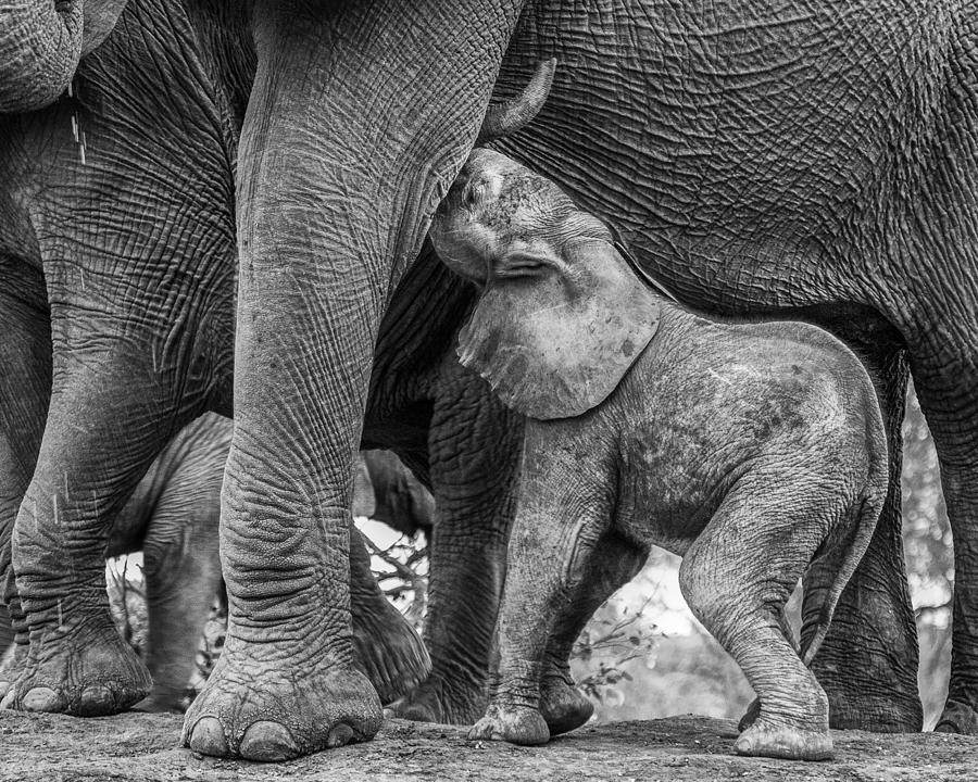 Wildlife Photograph - Elephant Suckling by Jaco Marx