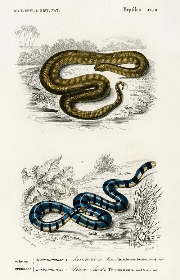 Elephant Trunk Snake  Acrochordus Javanicus And Columbrine Sea Krait  Platurus Fasciatus  Illustrat Painting