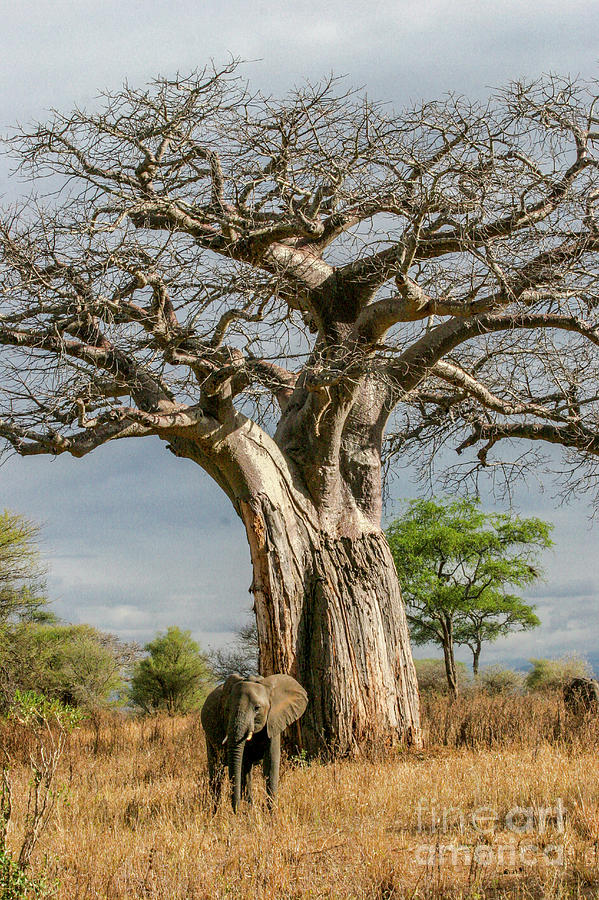 Elephant under a baobab tree,Tanzania a3 Photograph by Gilad Flesch