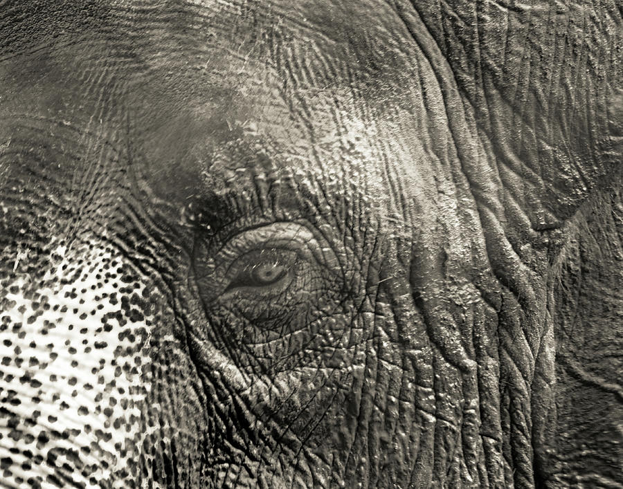 Elephant up Close Photograph by Maggy Marsh