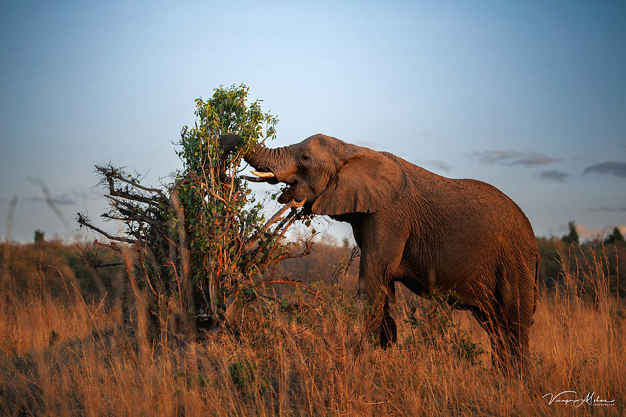 Elephant Photograph by Vinaya Mohan