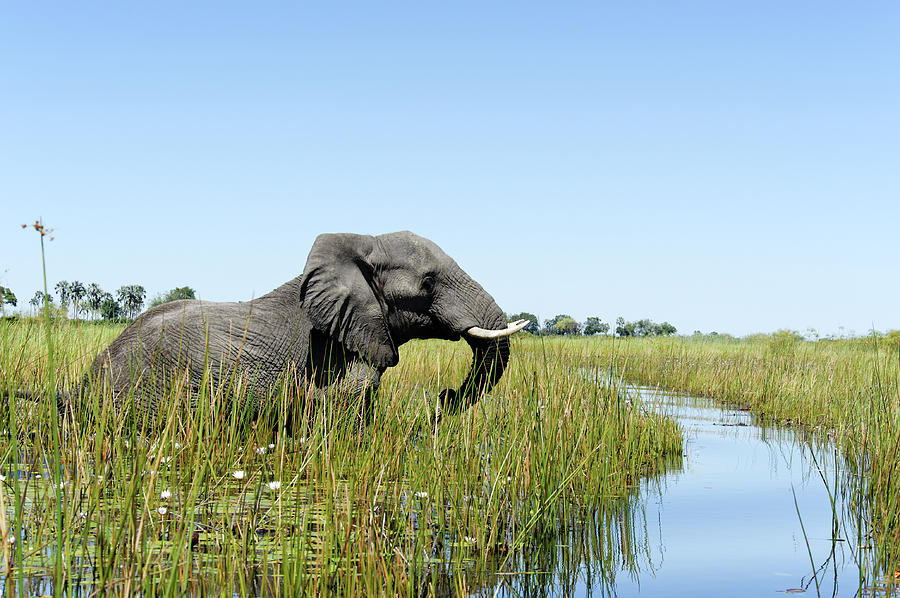 Elephant Wading In The Wetlands, Xigera Photograph by Brytta