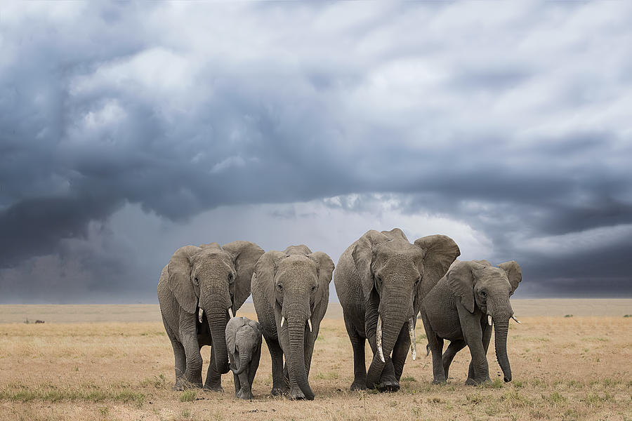 Elephant Photograph - Elephant Walk by Renee Doyle