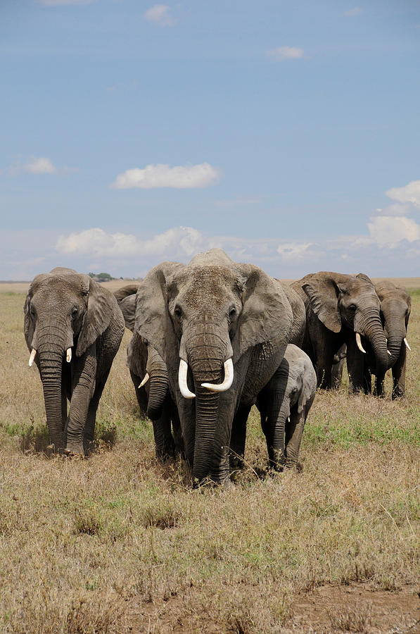 Elephant Walk - Serengeti Photograph by Drew Prineas