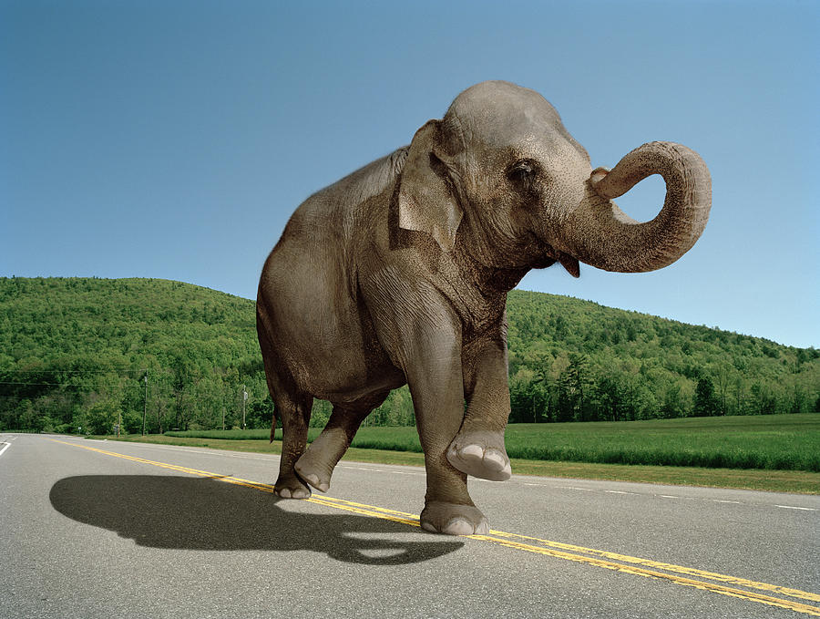 Elephant Walking Down The Straight Line Photograph by Matthias Clamer
