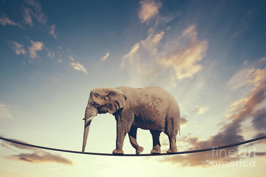 Elephant Walking On A Line On The Sky Background. Photograph