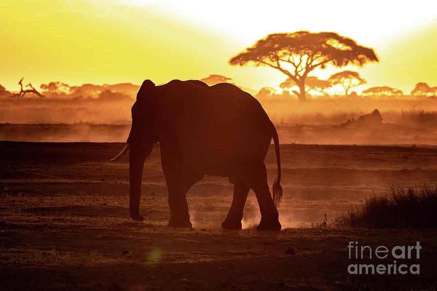 Elephant walking through Amboseli at sunset Photograph by Jane Rix