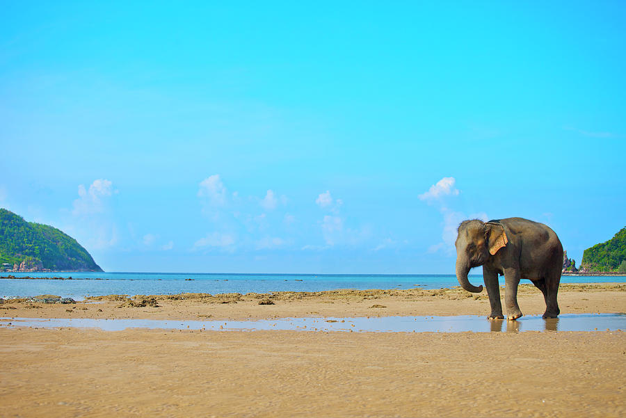 Elephant Walking Photograph by Vladgans