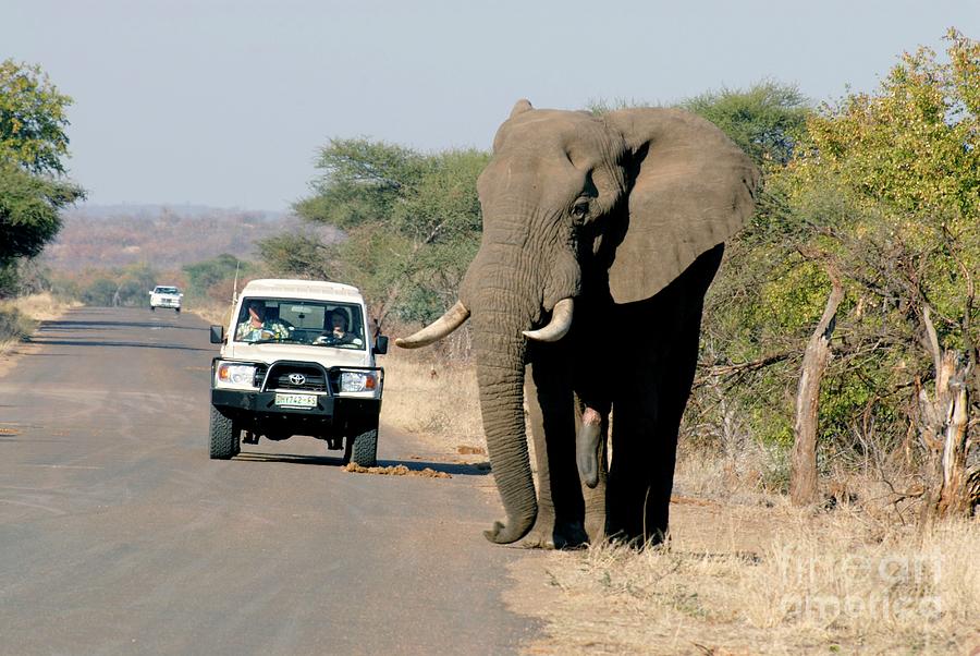 Elephant-watching Photograph by Peter Chadwick/science Photo Library