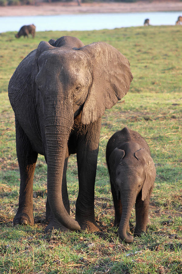 Elephant with Baby Photograph by Eric Pengelly