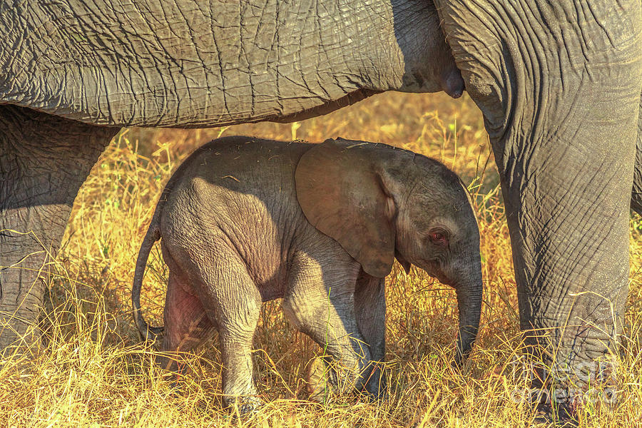 Elephant with calf Photograph by Benny Marty