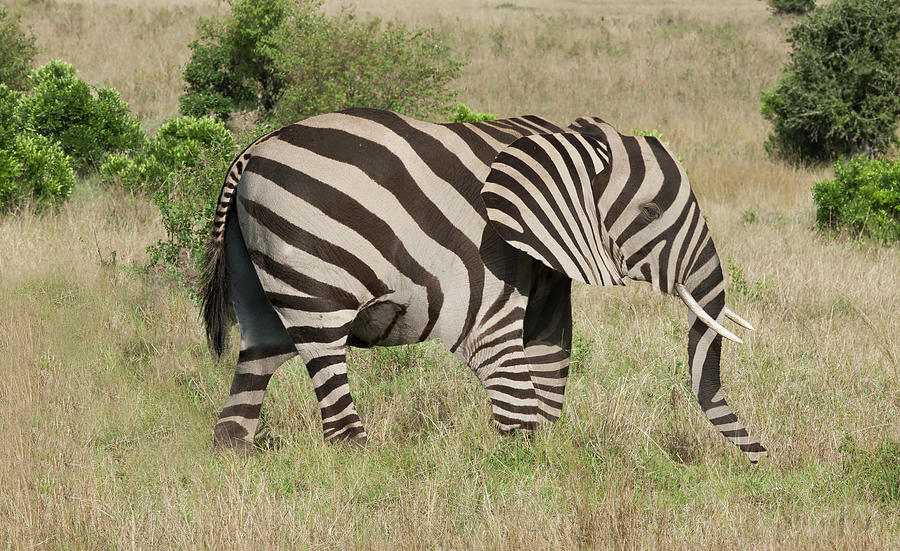Elephant With Zebra Camouflage Photograph by Buena Vista Images