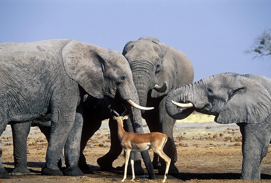 Elephants And An Impala Photograph by Franz Aberham
