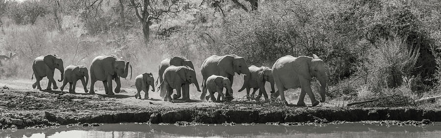 African Elephants Approaching Photograph by Mark Hunter