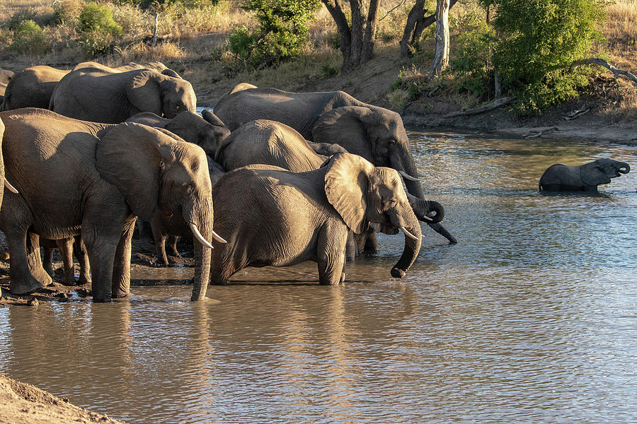 Elephants at a waterhole Photograph by Mark Hunter
