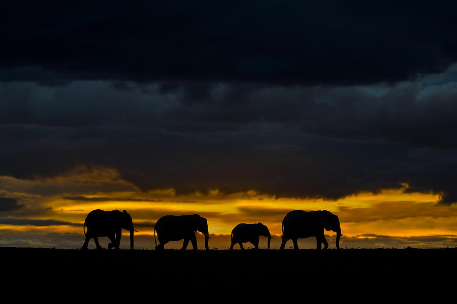 Elephants At Dusk Photograph by Xavier Ortega