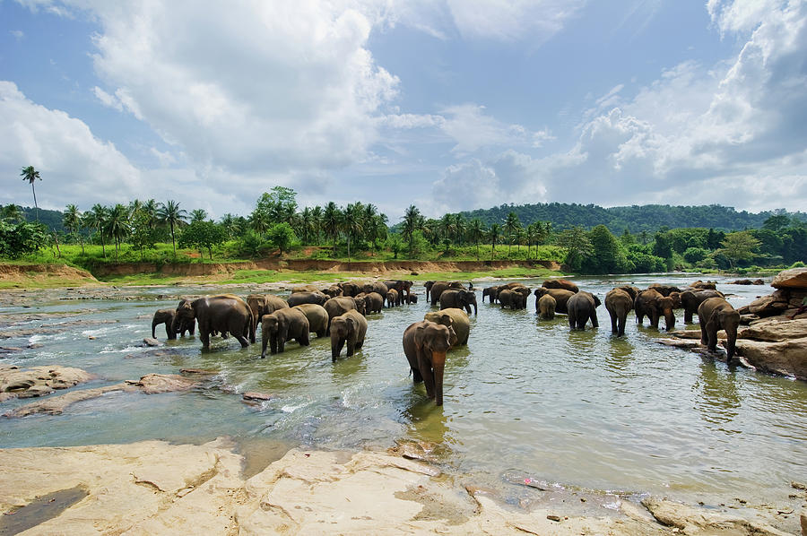 Elephants At Pinnawela - Sri Lanka Photograph by Extreme-photographer