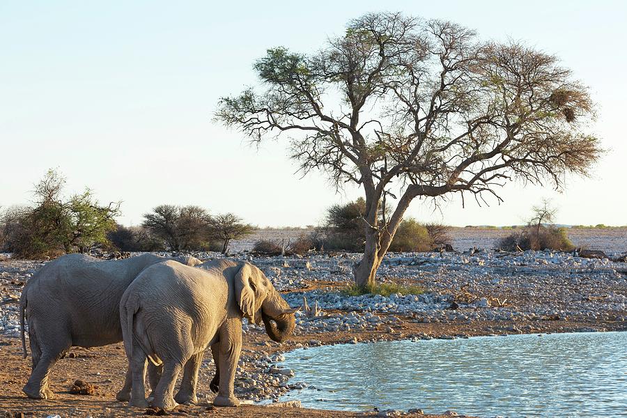 Elephants At The Okaukuejo Watering Hole In The Etosha National Park, Namibia Photograph by Jalag / Gerald Hnel