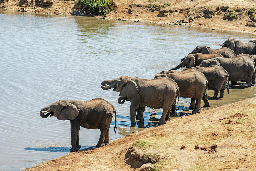 Elephants at the Waterhole Photograph by Betty Eich