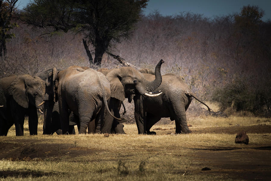 Elephants at the waterhole Photograph by Claudio Maioli