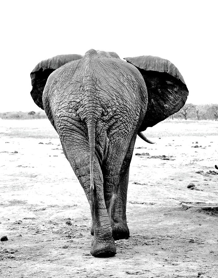 Elephants Behind Photograph by David Cayless